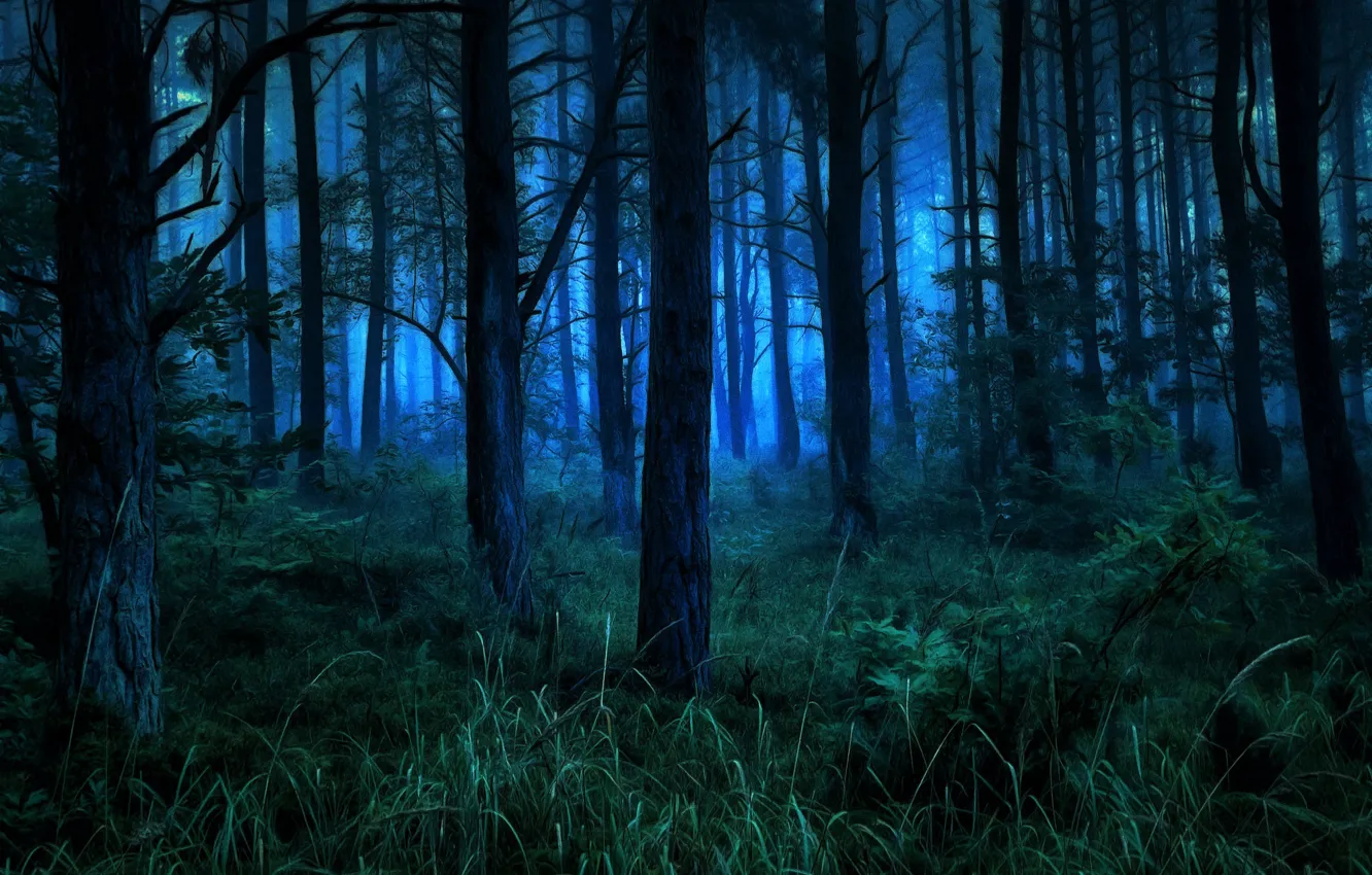 Photo wallpaper forest, trees, night, nature, the bushes