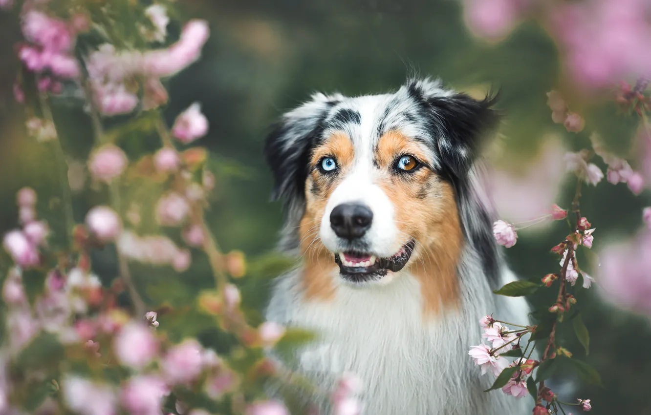 Photo wallpaper forest, face, flowers, branches, nature, background, portrait, dog