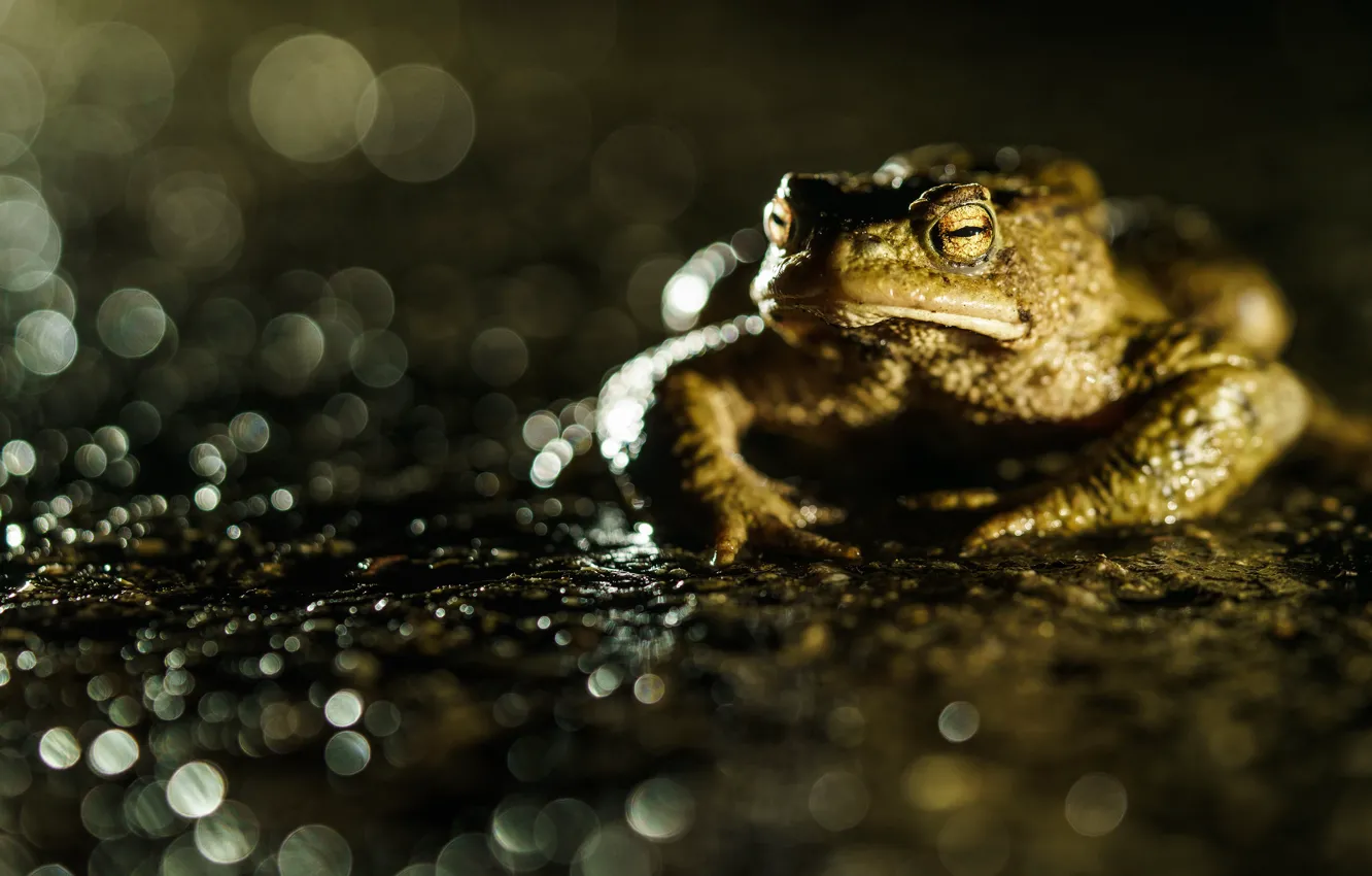 Photo wallpaper look, macro, glare, pond, the dark background, frog, toad, pond