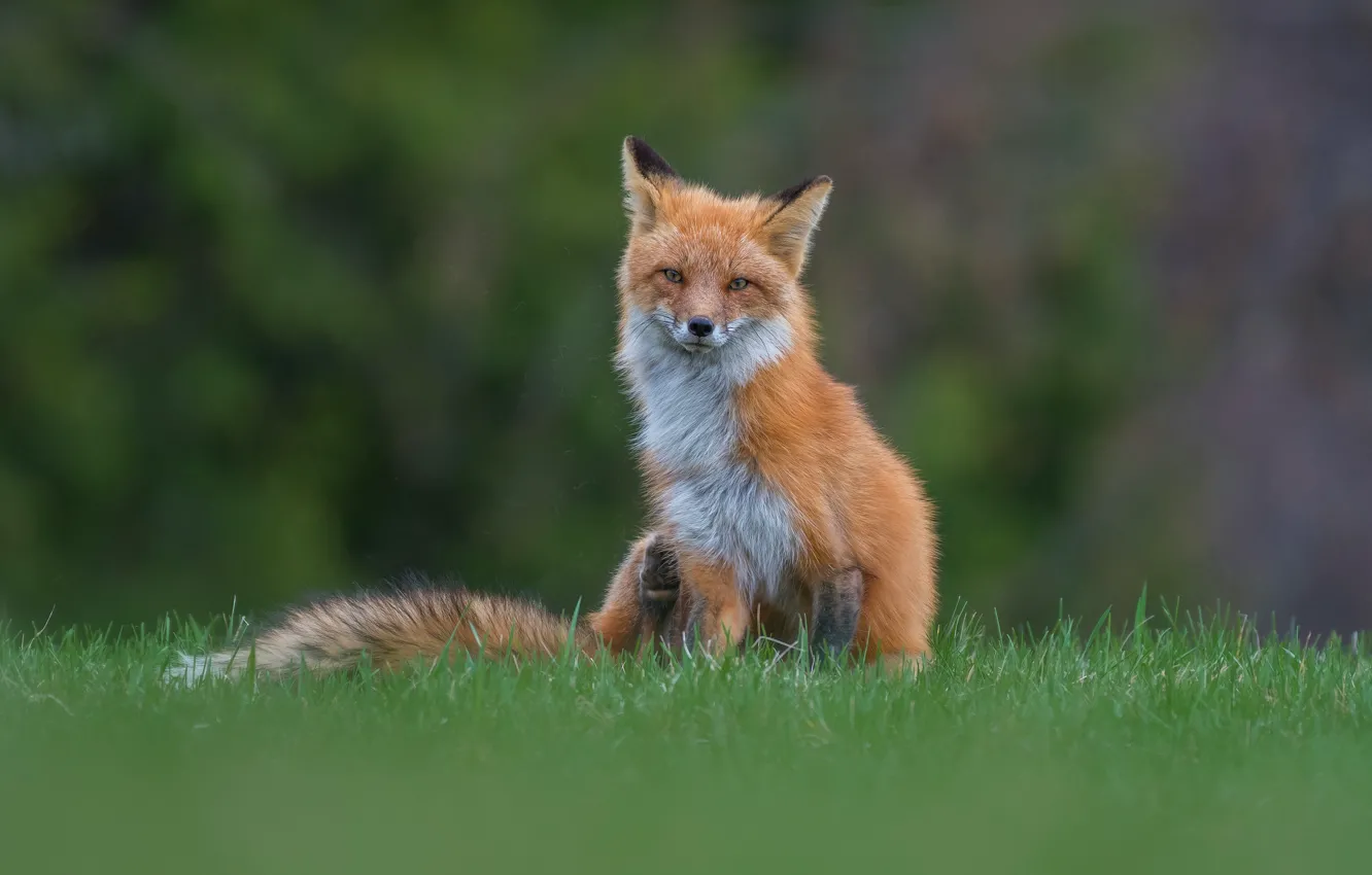 Photo wallpaper grass, nature, glade, Fox, red, sitting, Fox, blurred background
