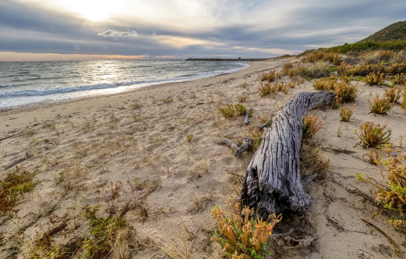 Photo wallpaper sea, shore, the evening, log