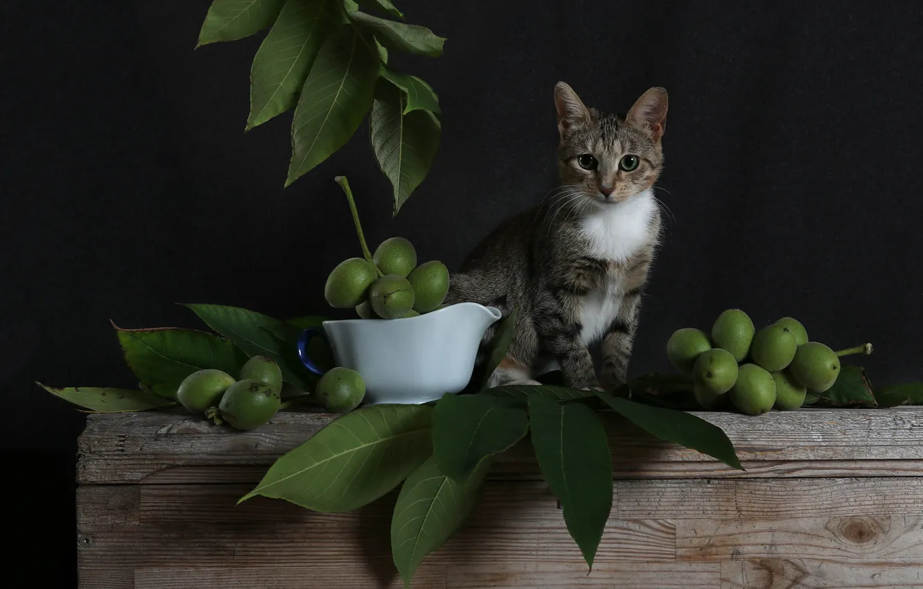 Photo wallpaper cat, look, leaves, branches, pose, the dark background, kitty, grey