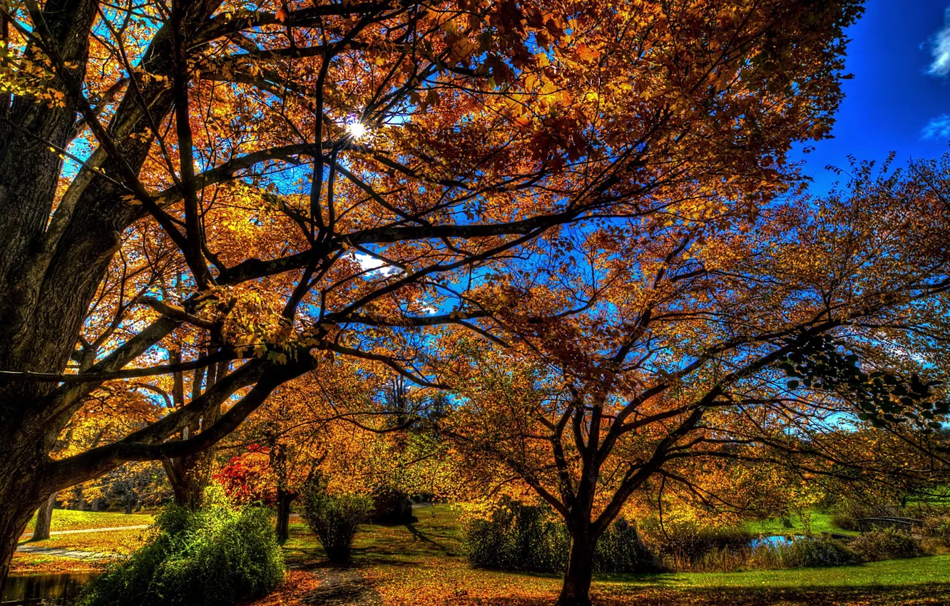 Photo wallpaper autumn, the sky, leaves, trees, Park, HDR