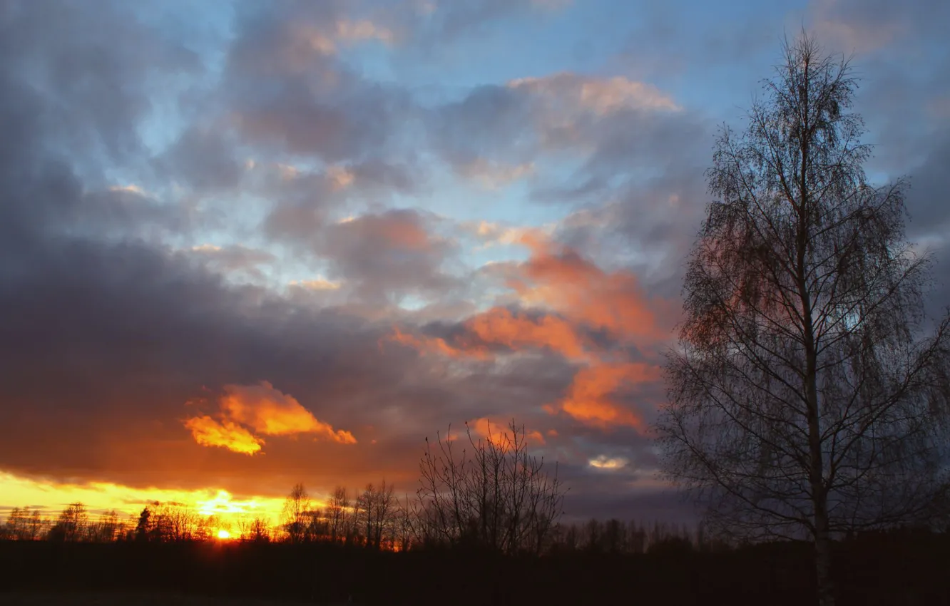 Photo wallpaper the sky, the sun, clouds, trees, sunset, birch