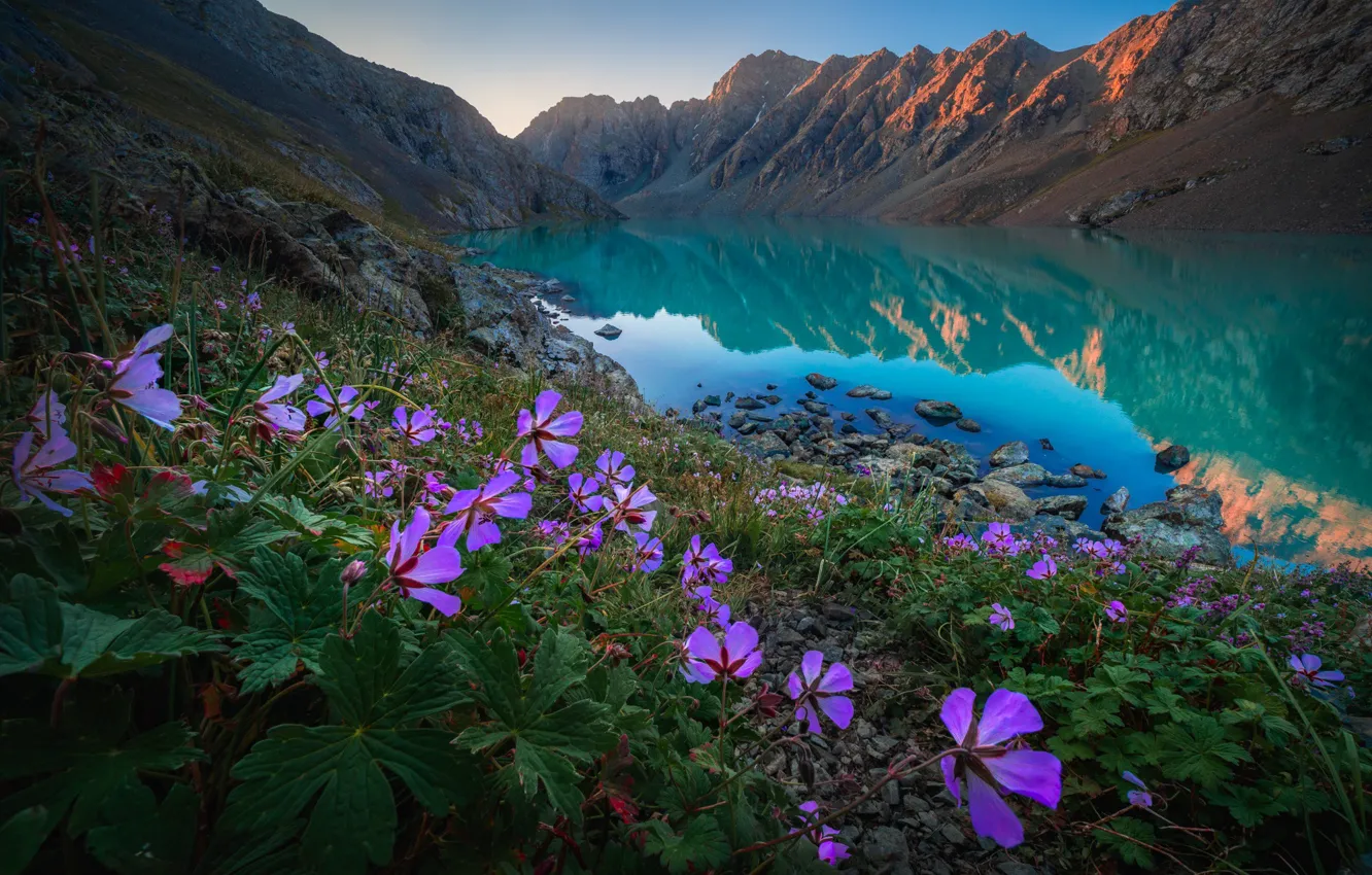 Photo wallpaper flowers, mountains, lake, Kyrgyzstan, Tien Shan, Teskey-Ala-Too Ridge, Ala-Kul Lake