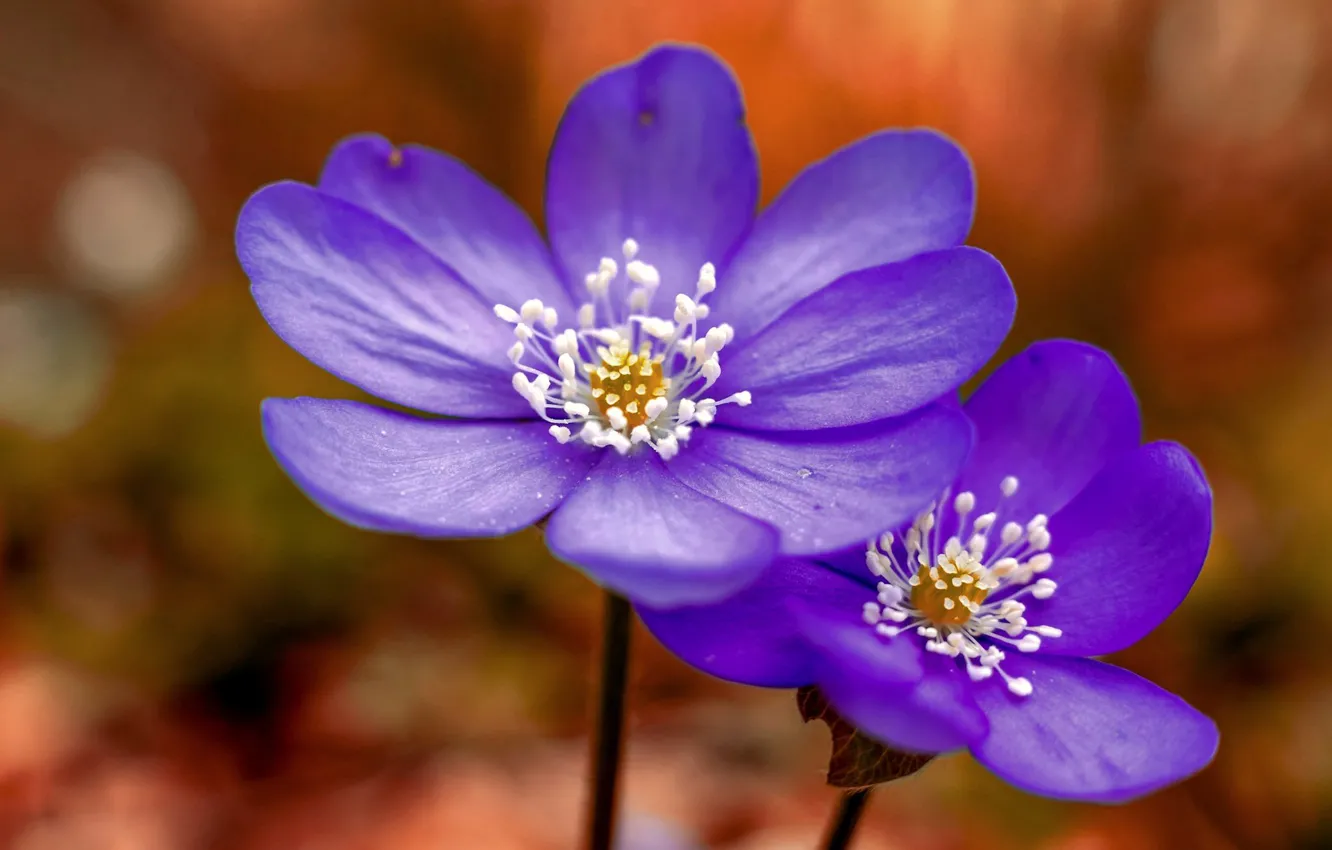 Photo wallpaper macro, background, petals, Duo, The coppice, Pechenocna