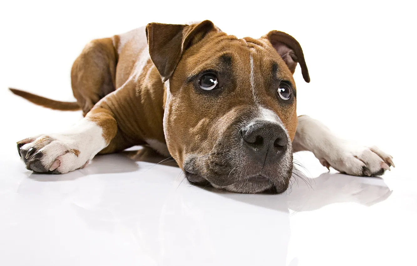 Photo wallpaper sadness, devotion, dog, longing, dog