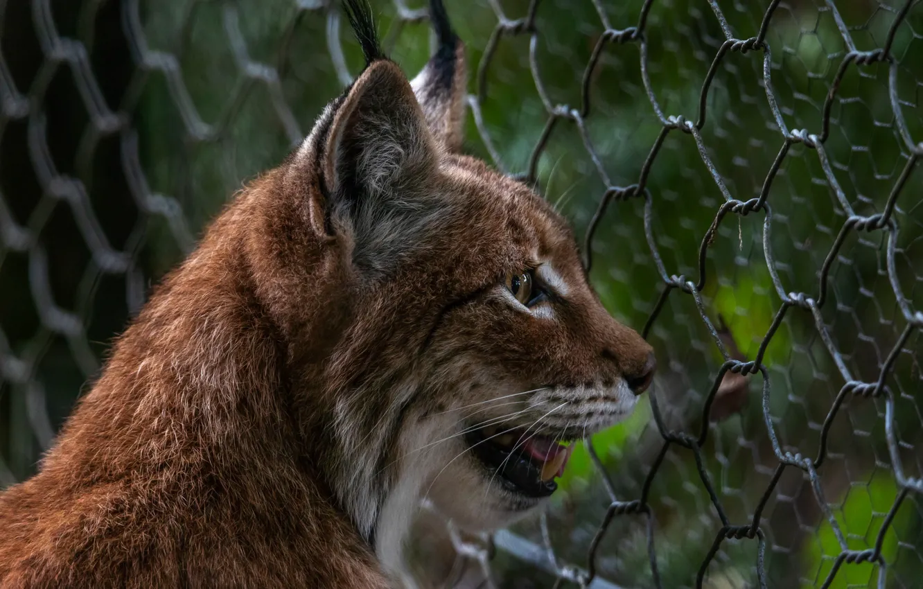 Photo wallpaper face, predator, lynx, zoo