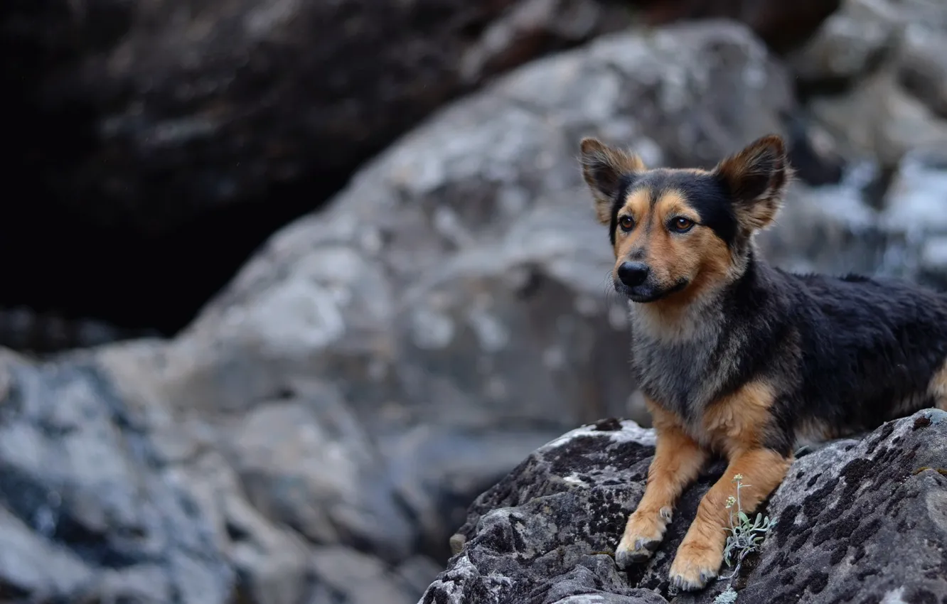 Photo wallpaper stones, background, dog