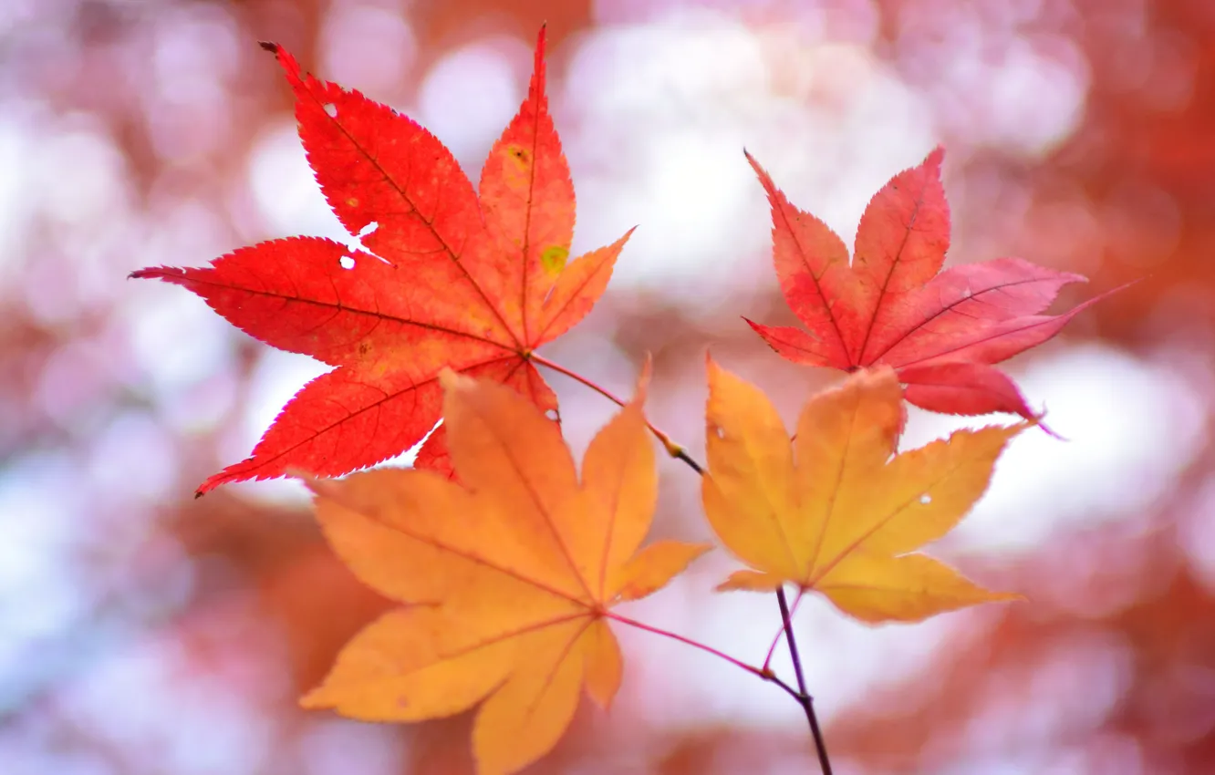 Photo wallpaper autumn, leaves, nature, branch, maple