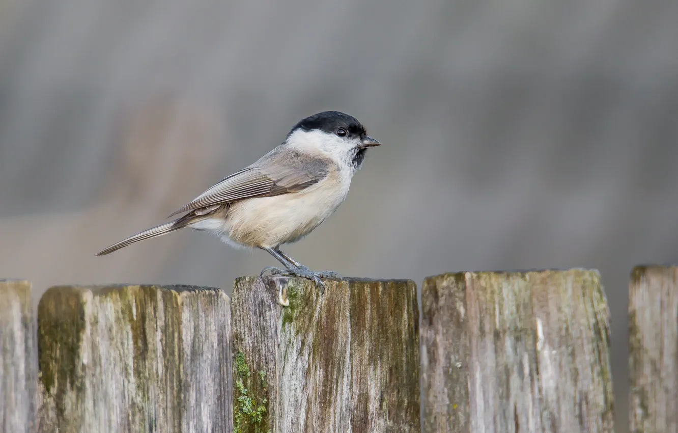 Photo wallpaper look, tit, the fence, tit, background, bird