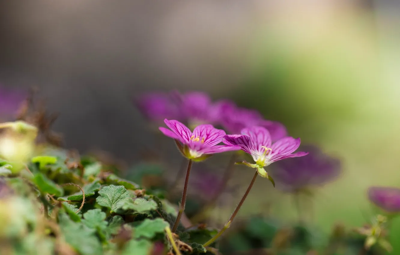 Photo wallpaper flowers, leaf, Dicentra