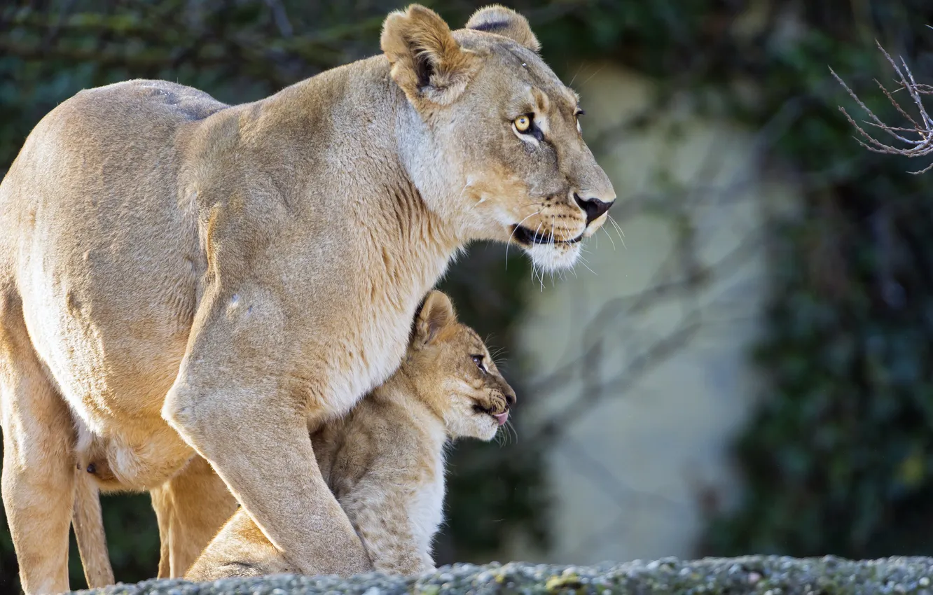 Photo wallpaper cat, profile, cub, kitty, lioness, lion, ©Tambako The Jaguar