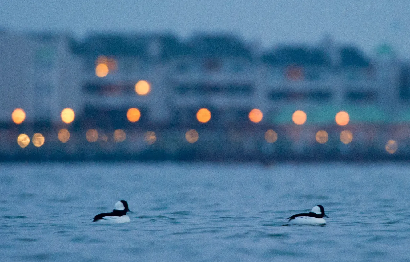 Photo wallpaper lights, birds, bokeh, early, swimming, Bufflehead