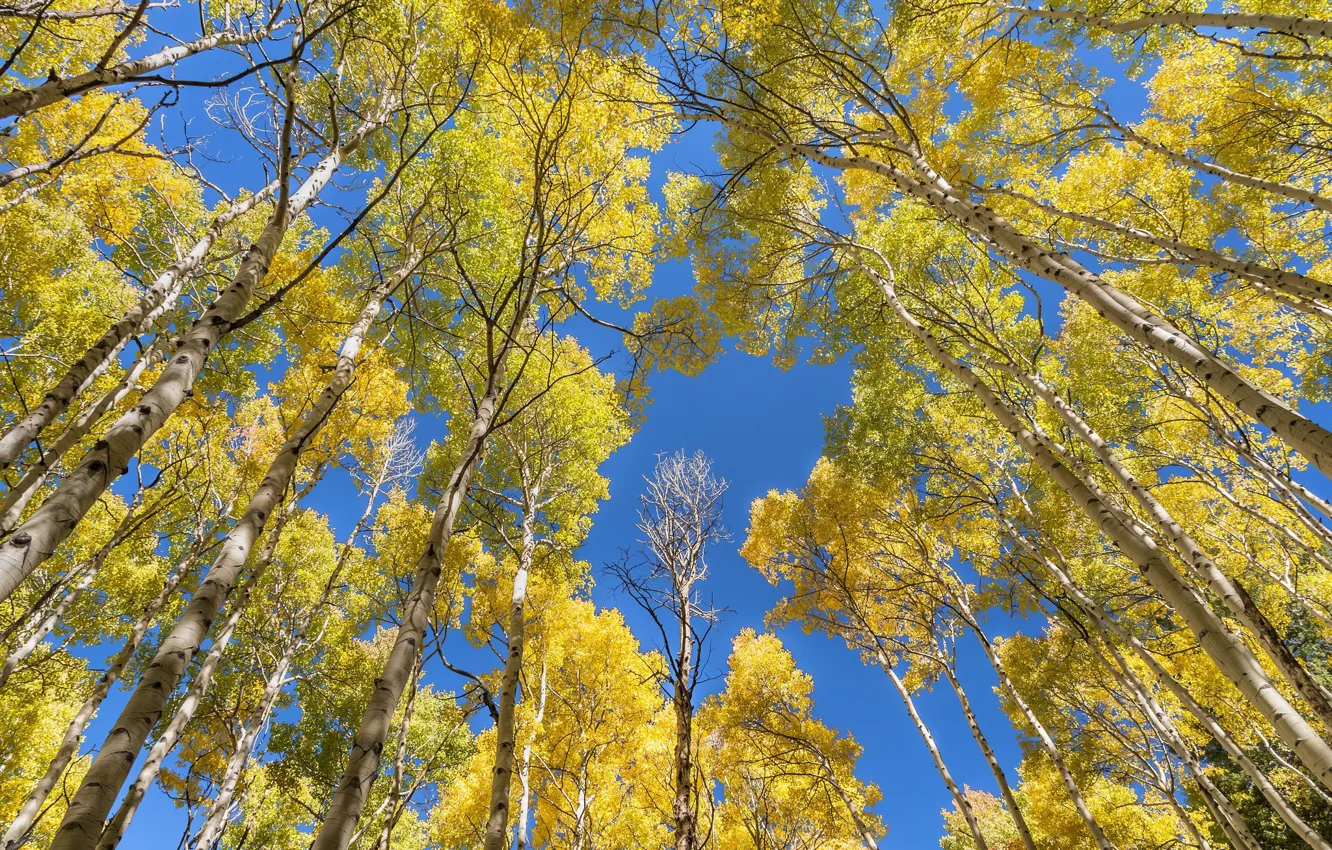 Photo wallpaper the sky, trees, birch