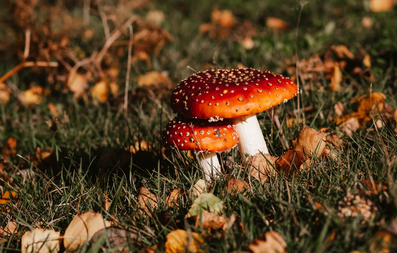 Photo wallpaper autumn, leaves, light, mushrooms, mushroom, a couple
