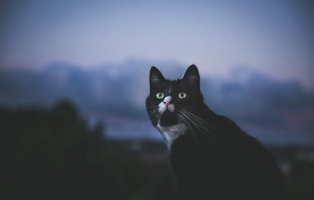 Photo wallpaper cat, eyes, cat, look, background