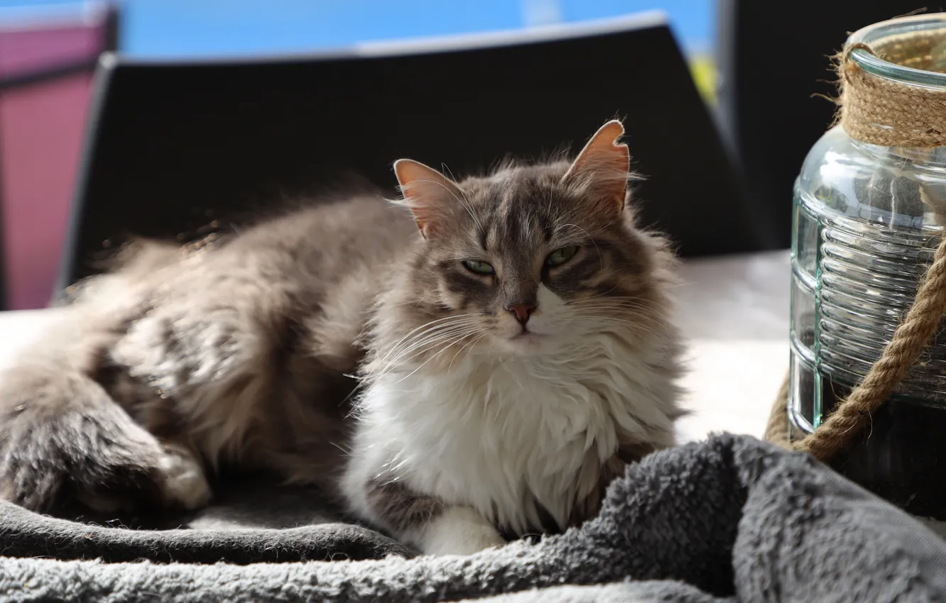 Photo wallpaper cat, fluffy, Bank, lies, grey with white