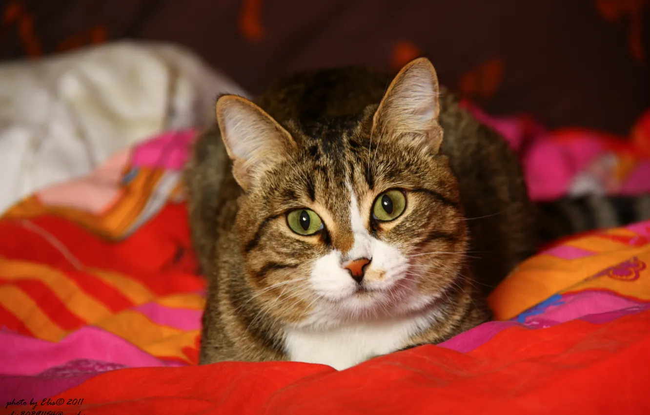 Photo wallpaper cat, look, red