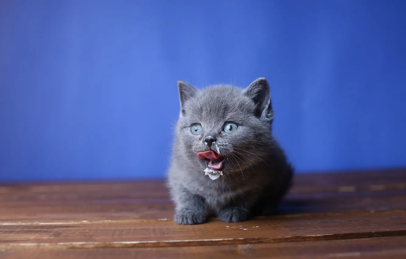 Photo wallpaper language, look, background, milk, muzzle, kitty, British, grimy