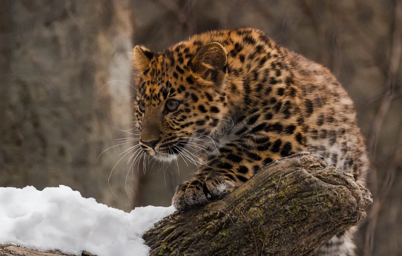 Photo wallpaper predator, leopard, cub, wild cat, zoo, far East, Amur