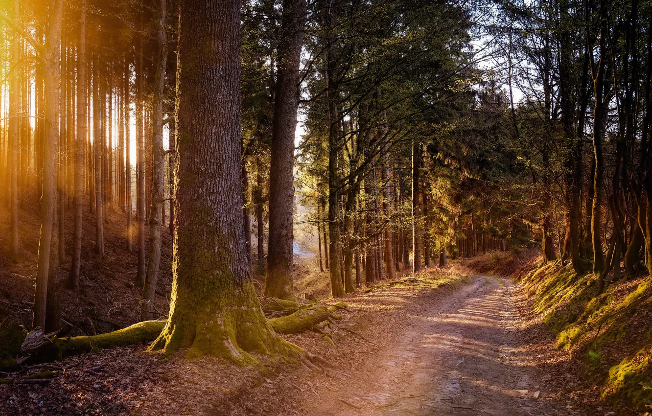 Photo wallpaper road, forest, rays, light, branches, pine