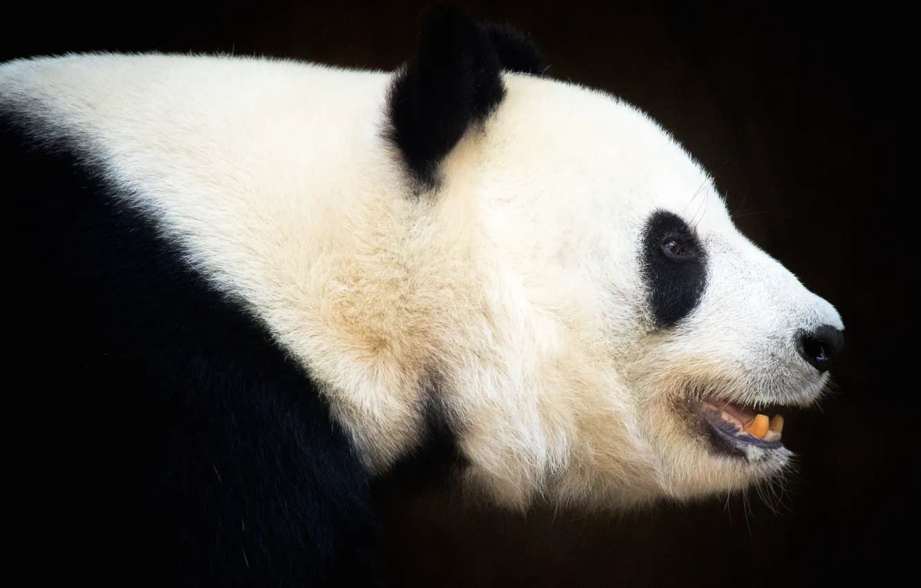 Photo wallpaper background, black, dark, portrait, bear, bear, mouth, Panda