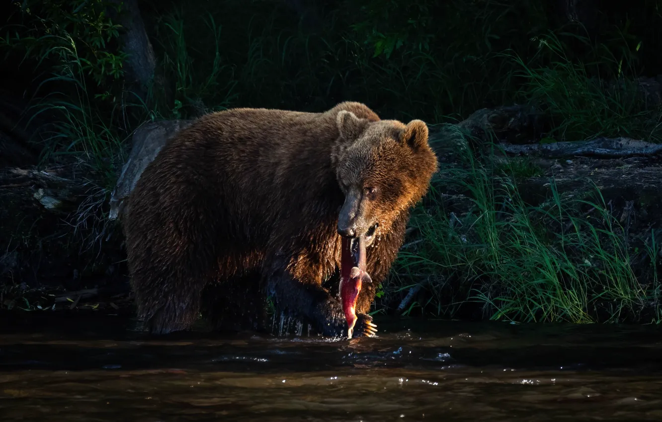 Photo wallpaper shore, fishing, fish, bear, pond, mining