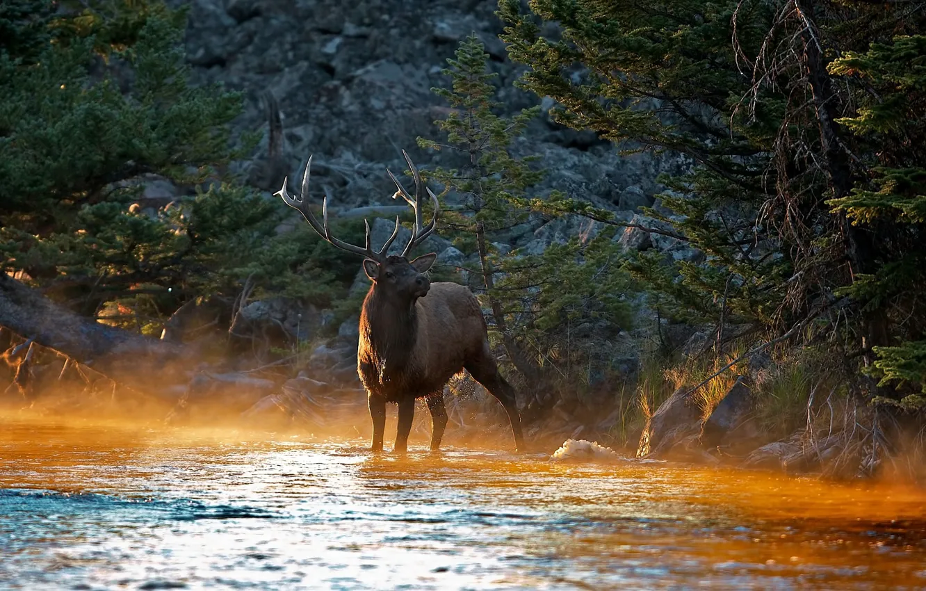 Photo wallpaper forest, trees, stream, deer, horns, river