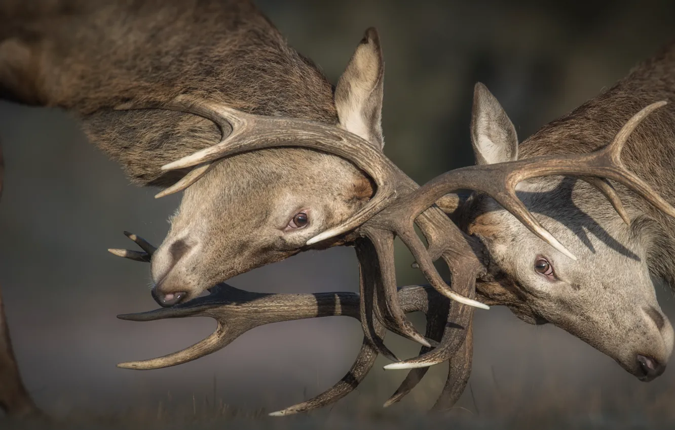 Photo wallpaper horns, deer, fight
