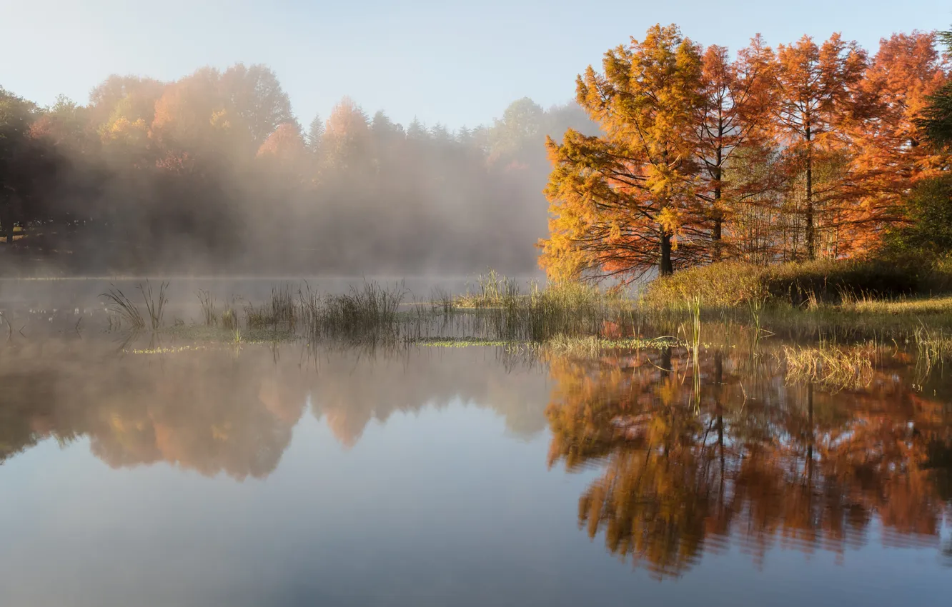 Photo wallpaper autumn, forest, nature, fog, lake