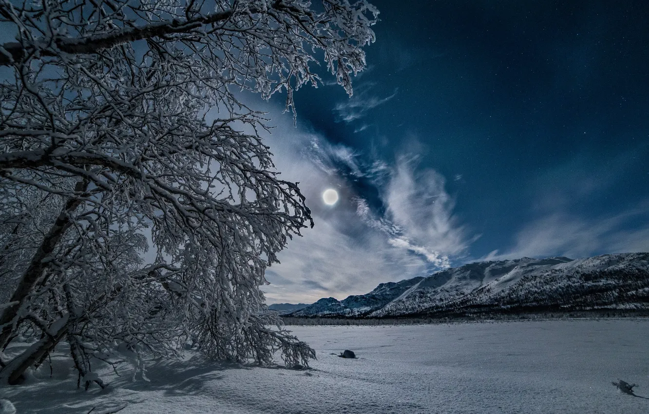 Photo wallpaper winter, forest, the sky, stars, clouds, snow, trees, landscape