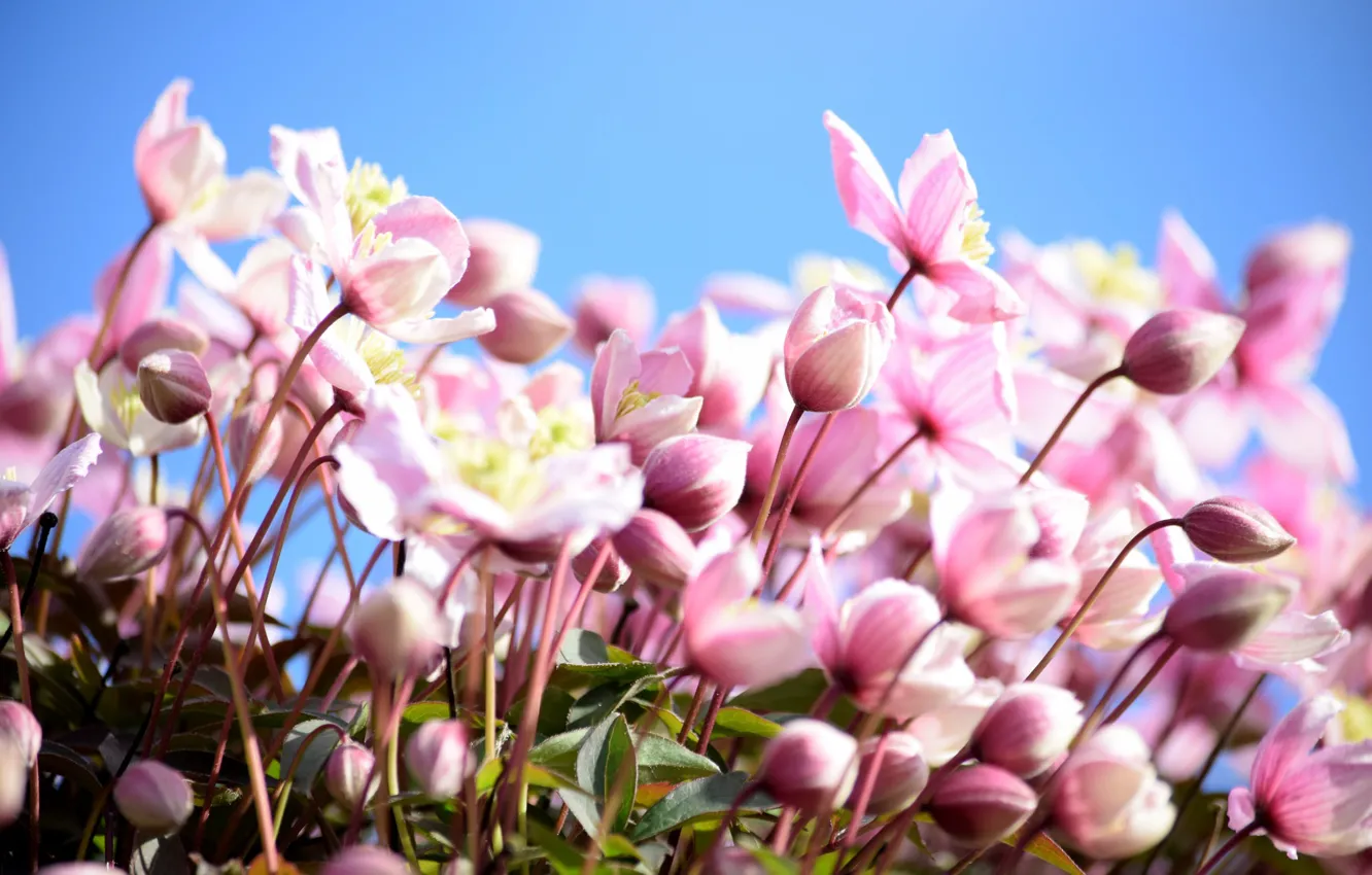 Photo wallpaper macro, pink, clematis