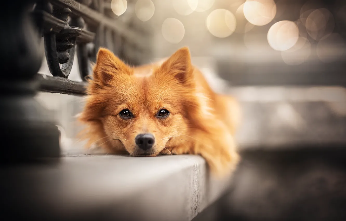 Photo wallpaper look, dog, red, face, bokeh