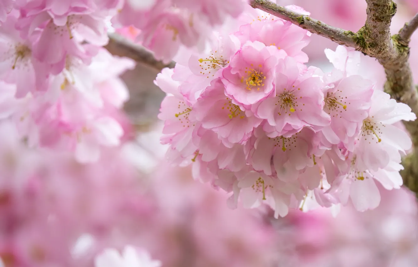 Photo wallpaper flowers, close-up, branch, spring, Sakura, pink, flowering, a lot