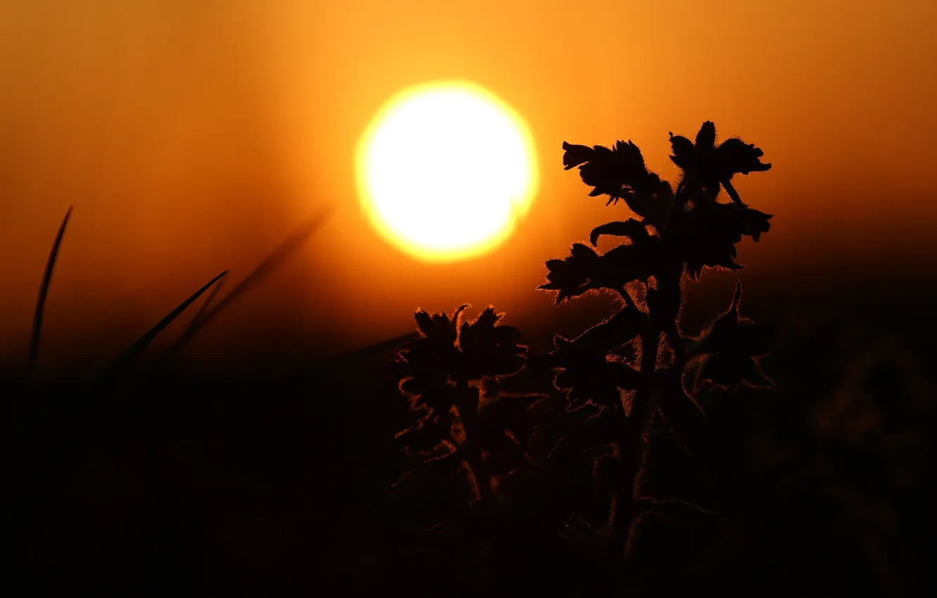 Photo wallpaper flower, the sun, sunset, the steppe