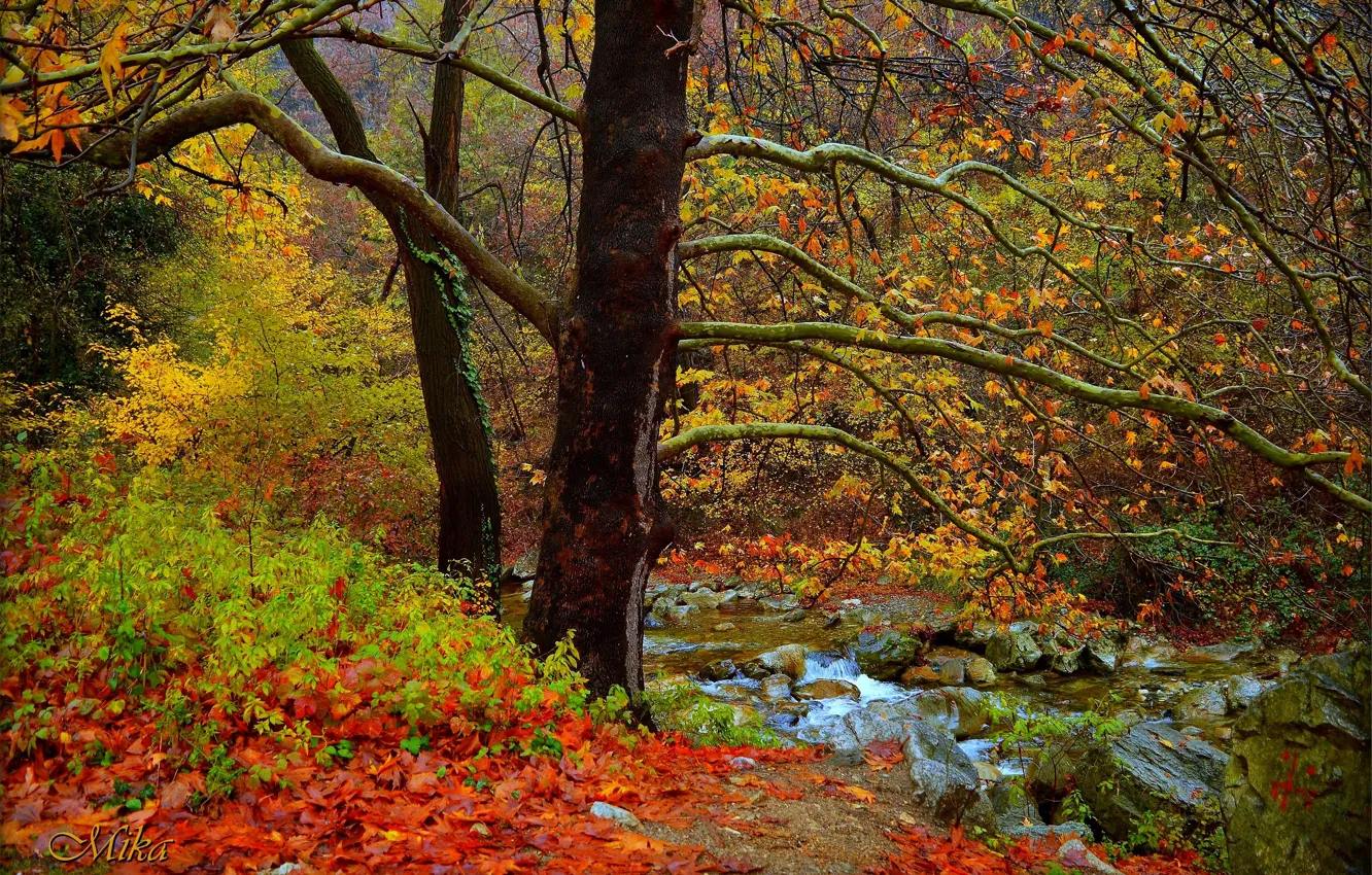Photo wallpaper Autumn, Trees, Forest, Fall, River, Autumn, River, Forest