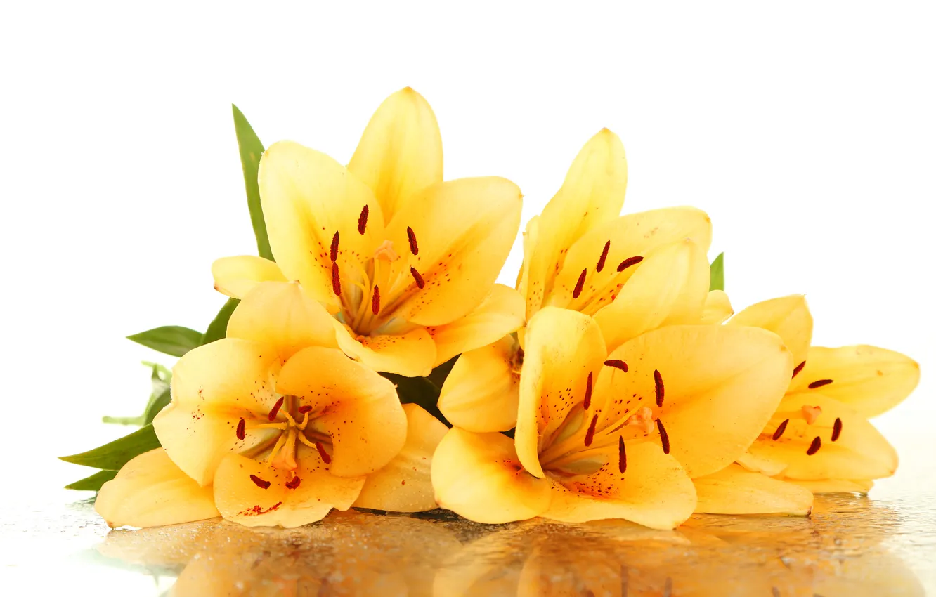 Photo wallpaper flowers, droplets, petals, stamens, leaf, yellow lilies
