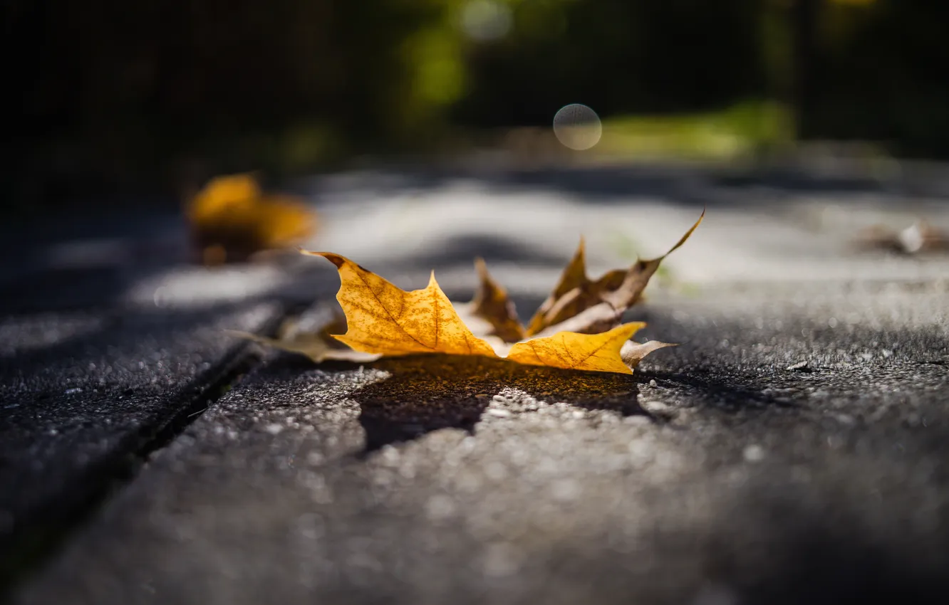 Photo wallpaper autumn, leaves, nature