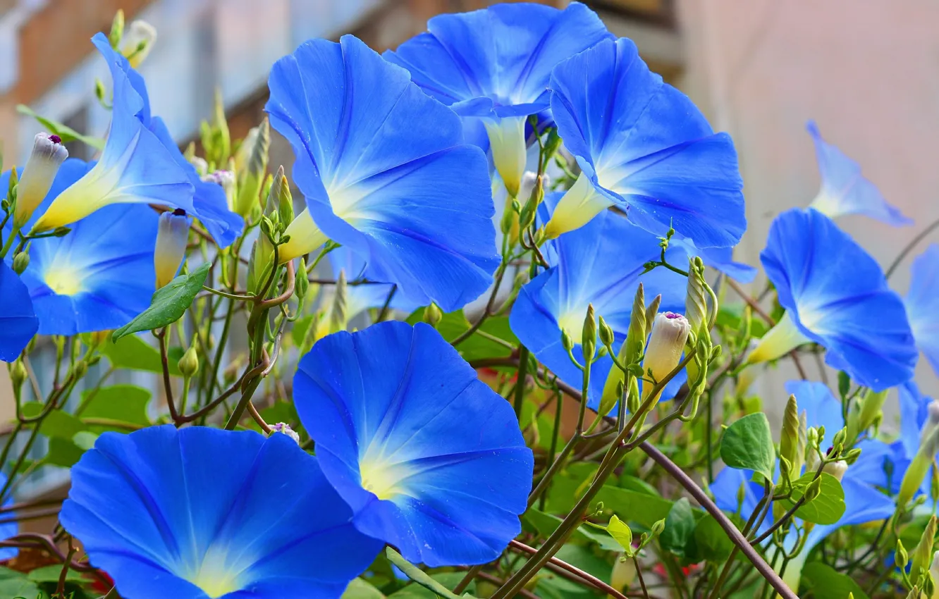 Photo wallpaper Flowers, Morning glory, Morning Glory, Blue flowers, Blue flowers