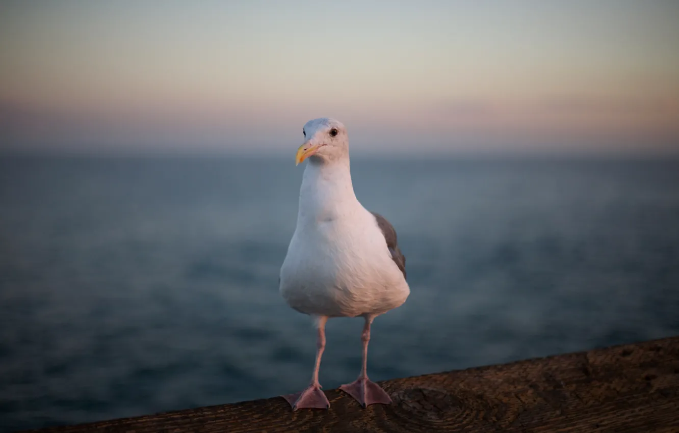 Photo wallpaper bird, legs, Seagull, feathers