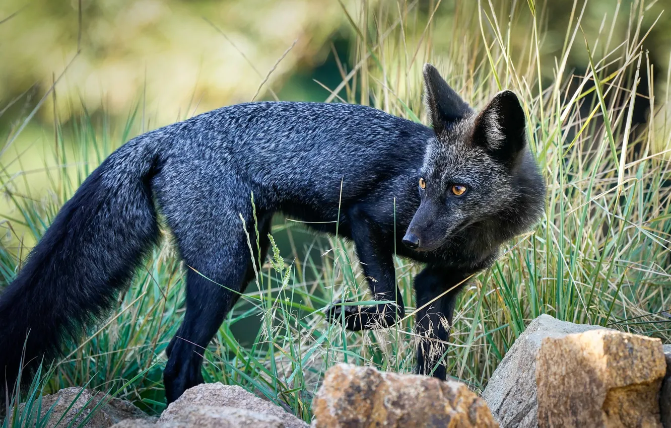 Photo wallpaper grass, look, nature, pose, stones, Fox, Fox, silver
