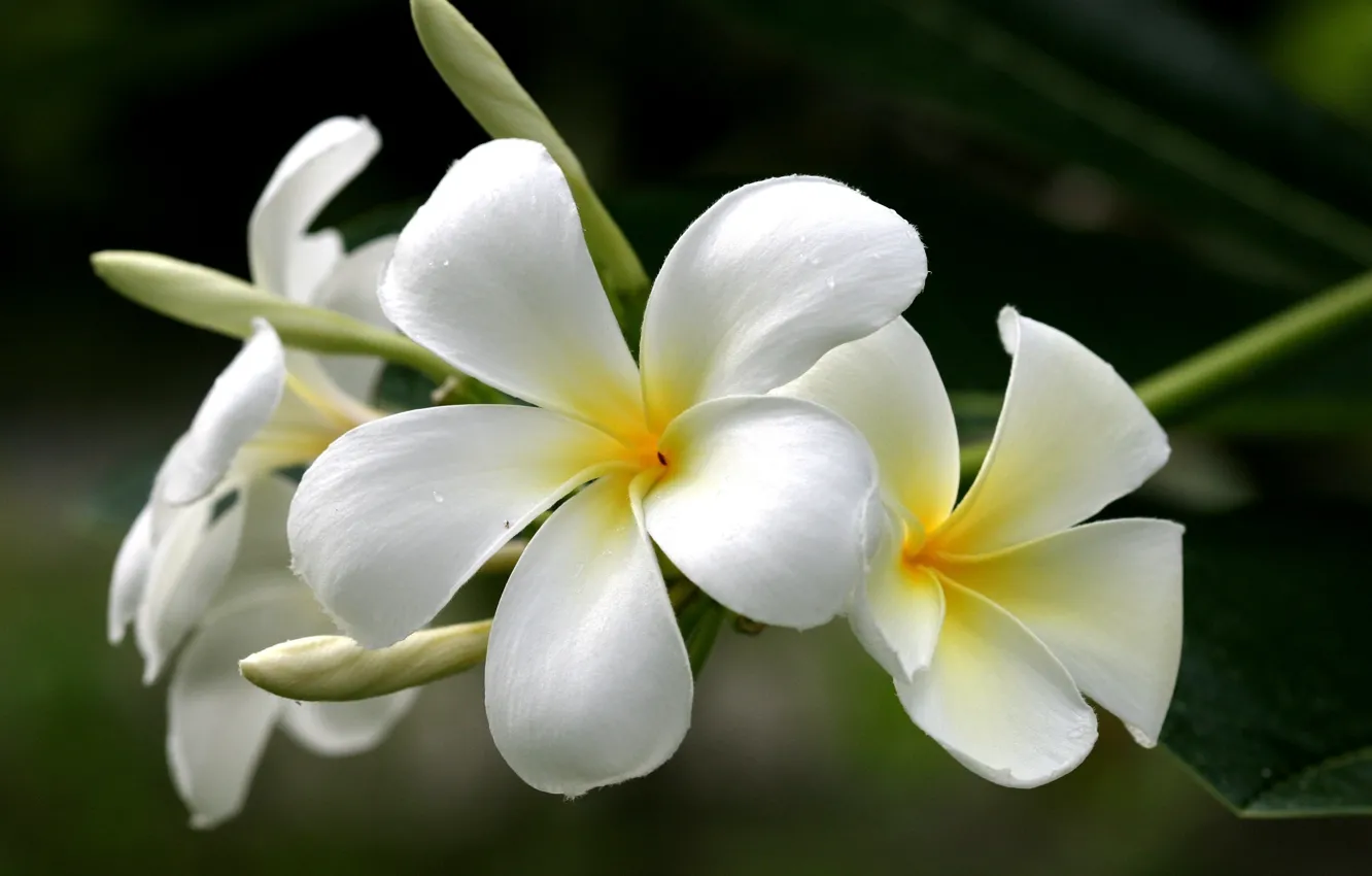 Photo wallpaper white, flowers, yellow, plumeria, frangipani