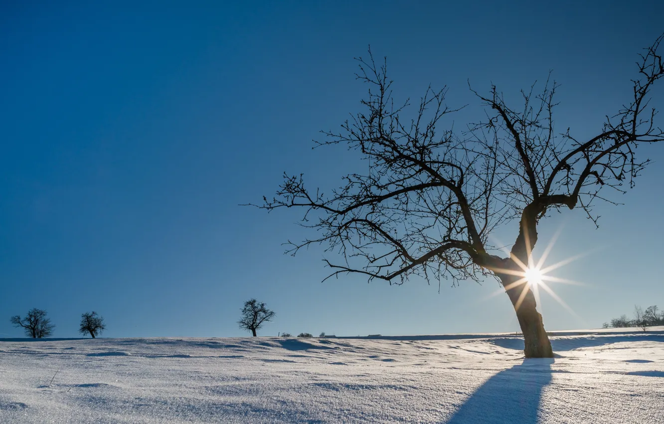 Photo wallpaper winter, the sun, snow, trees, Germany, The black forest