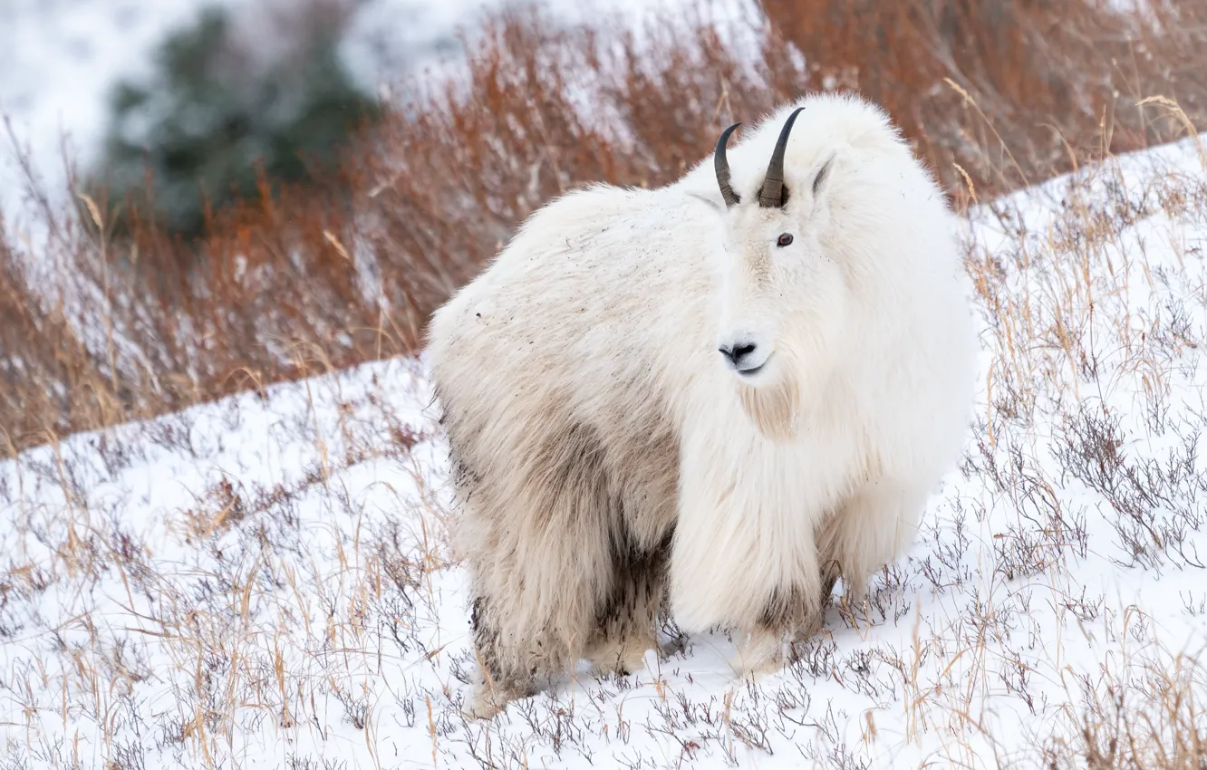 Photo wallpaper winter, look, snow, goat, wool, slope, white, mountain