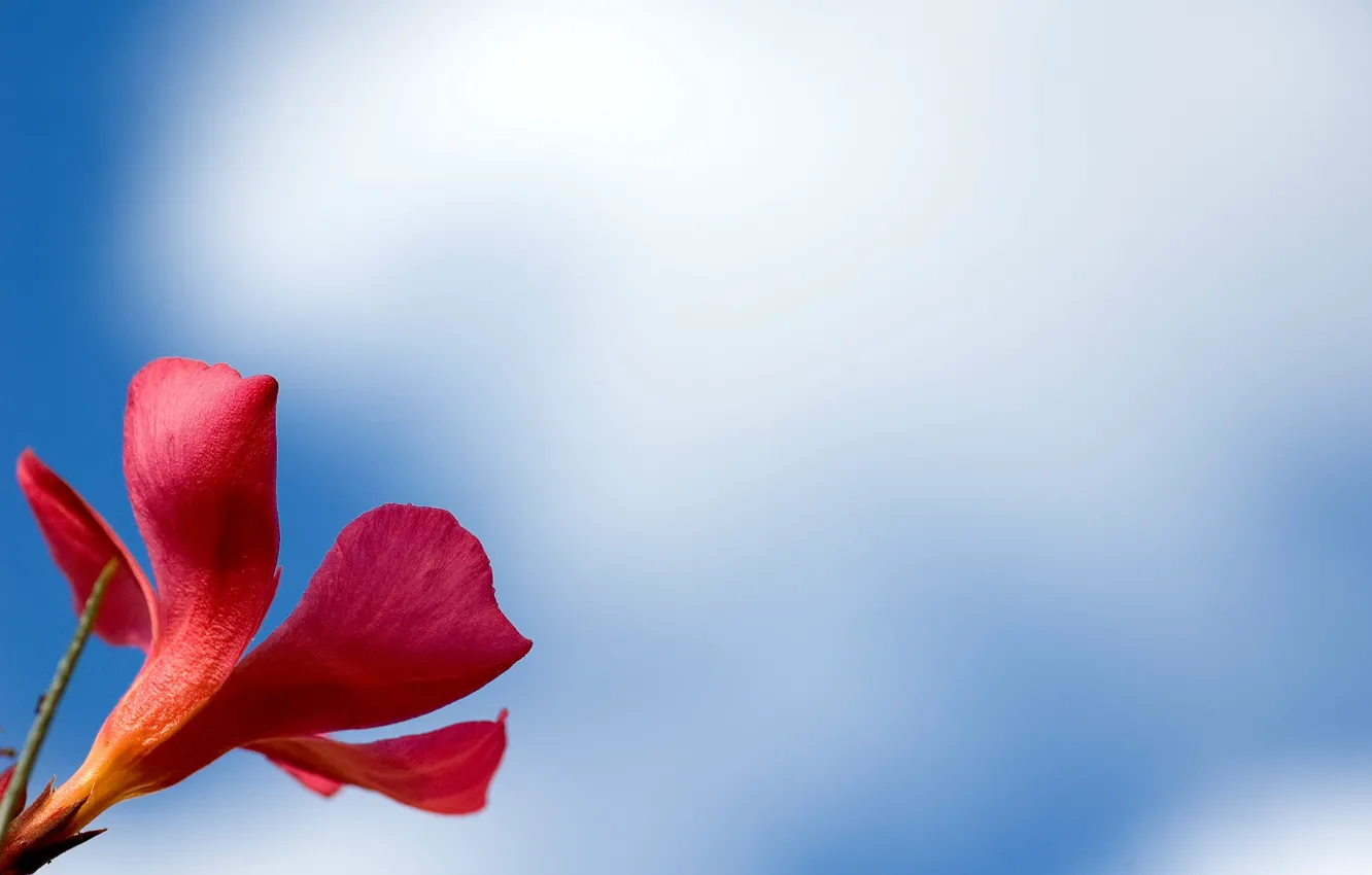 Photo wallpaper flower, macro, red, background, widescreen, Wallpaper, petals, wallpaper