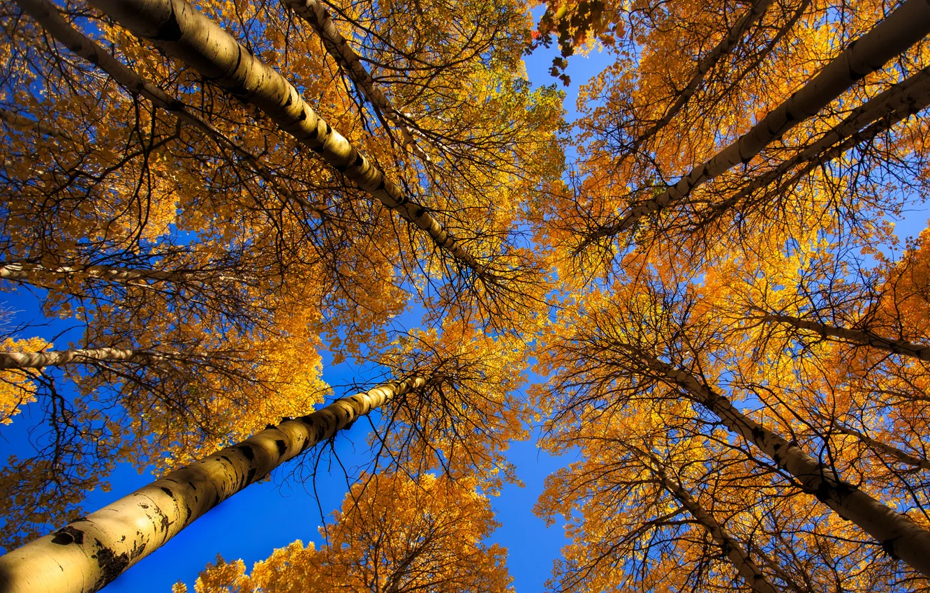 Photo wallpaper autumn, the sky, leaves, trees, trunk, crown
