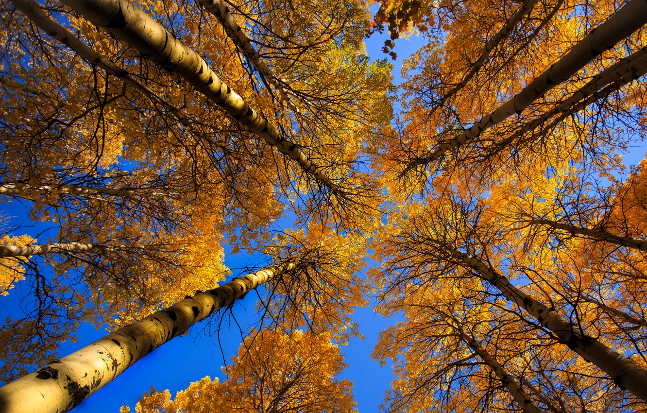 Photo wallpaper autumn, the sky, leaves, tree, trunk, crown