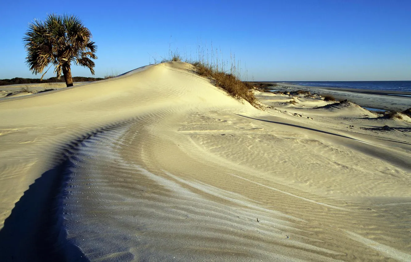 Photo wallpaper sand, sea, the sky, trees, dunes