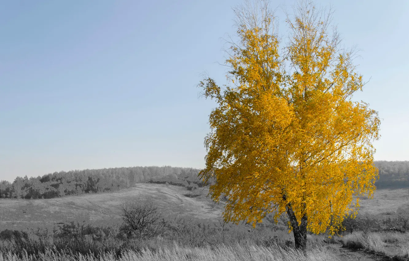 Photo wallpaper autumn, yellow, foliage, birch